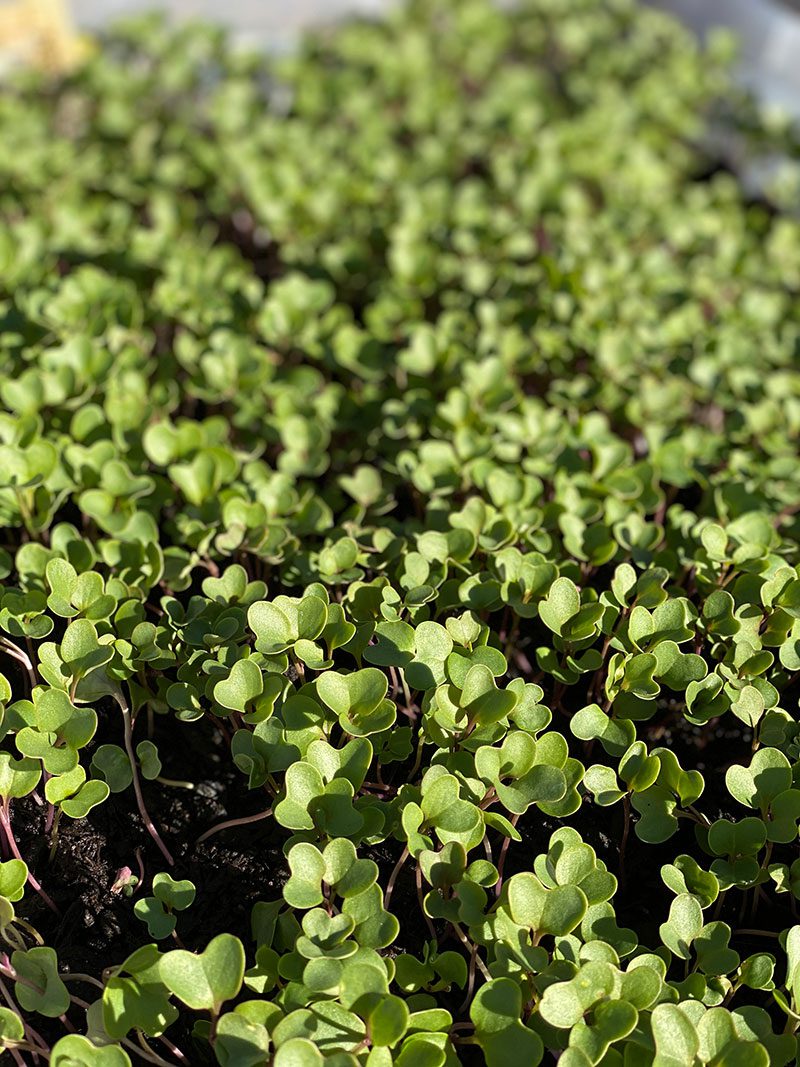 St. Patrick's Day at Dallas Farmers Market