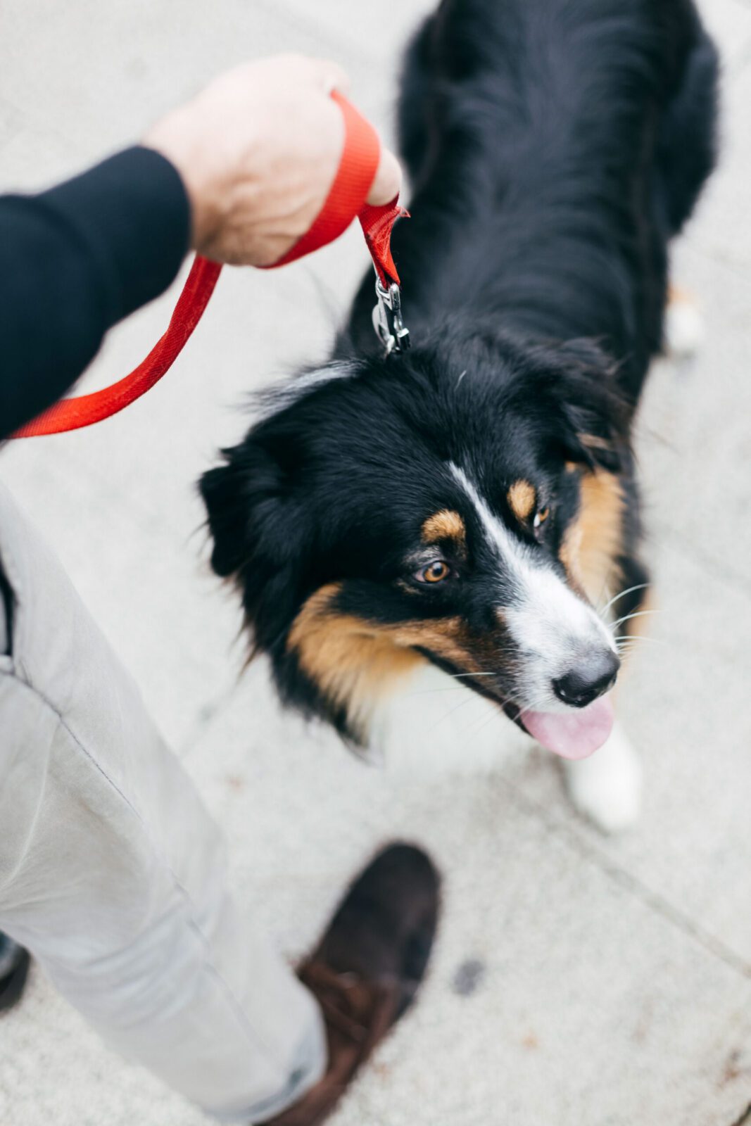 Dog costume contest at Dallas Farmers Market