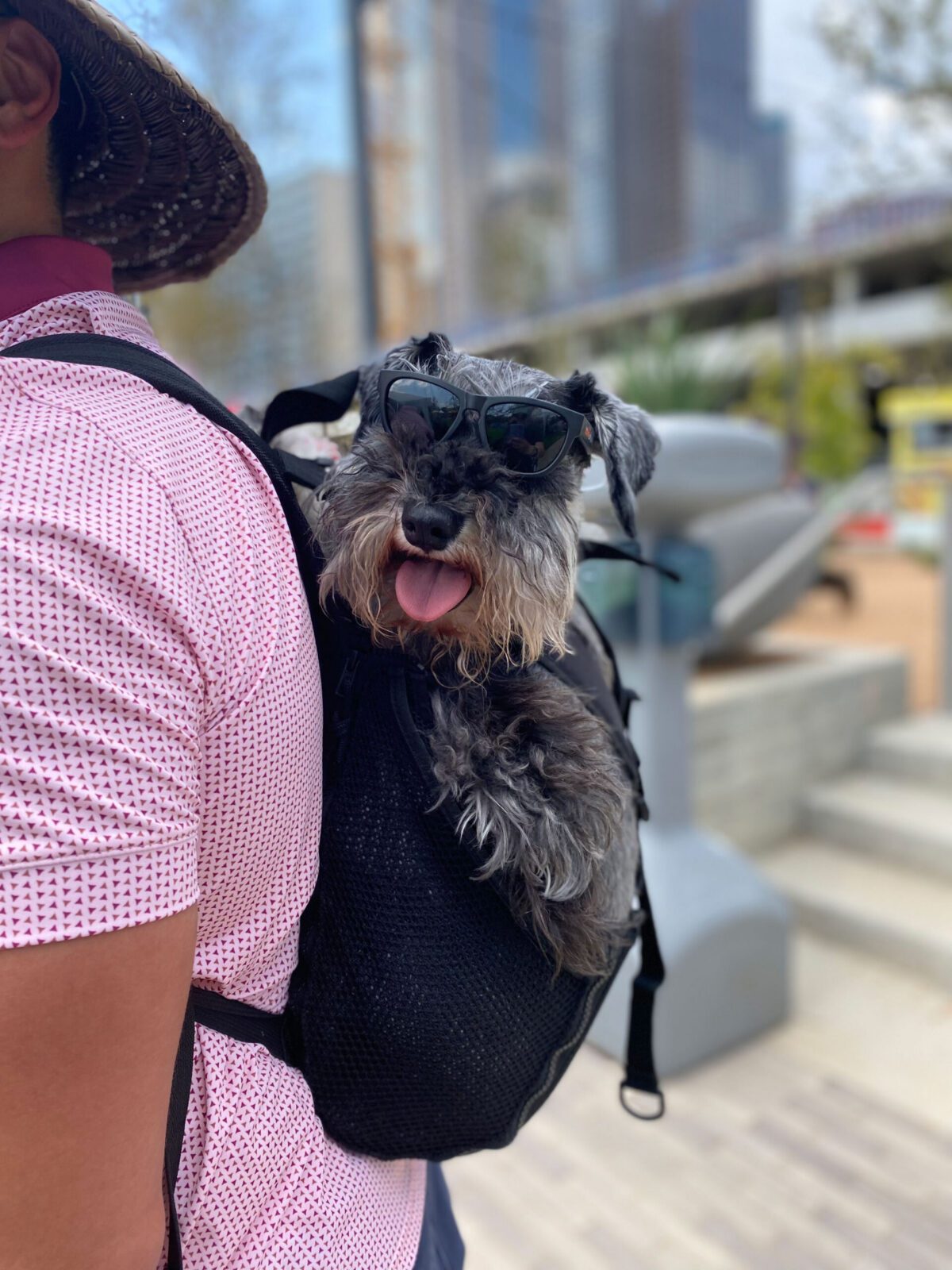 Dogs at The Ulti-Mutt Weekend at Dallas Farmers Market
